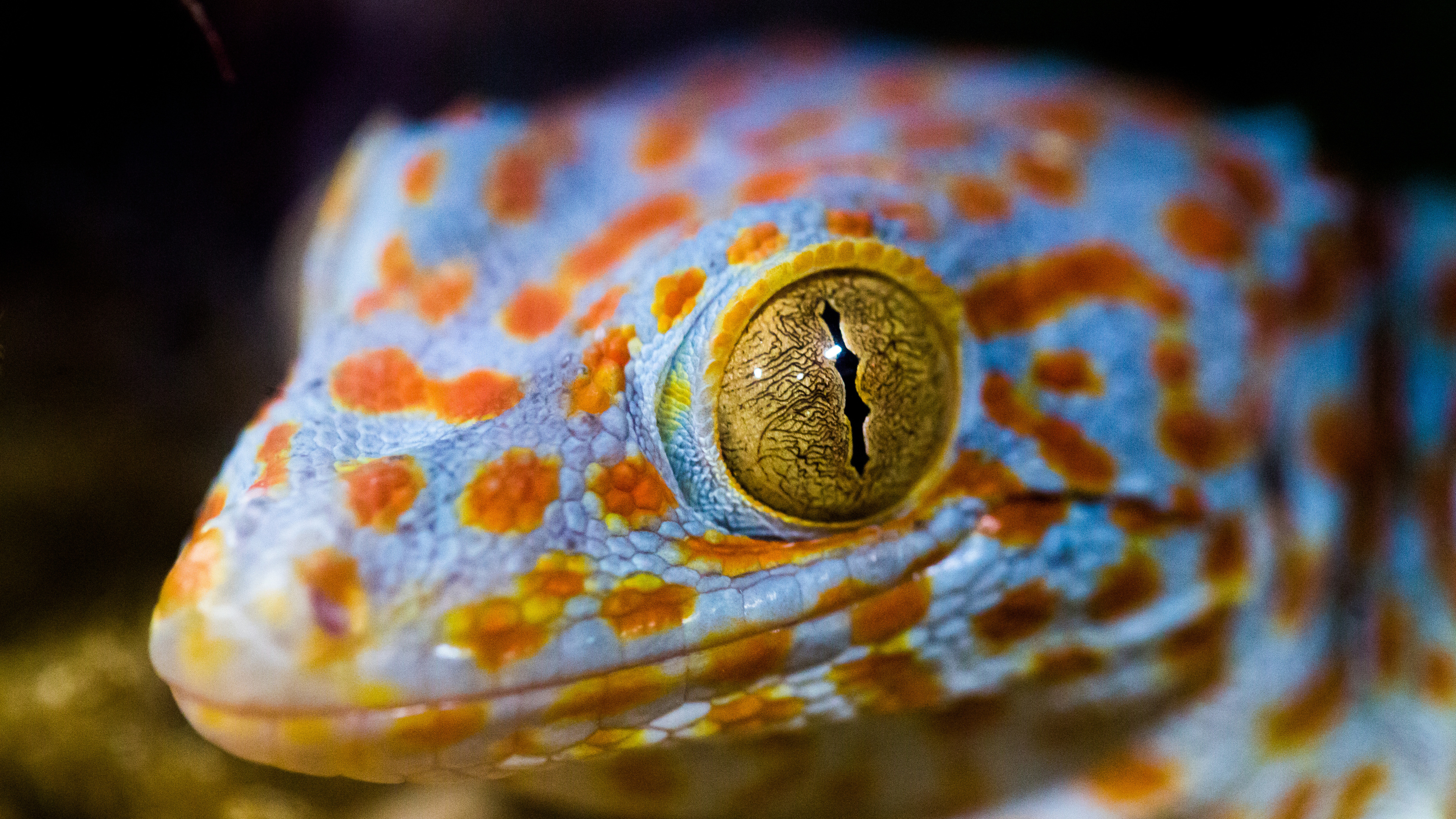 Lizard Eye Macro 4k - Lizard Eye Macro - HD Wallpaper 