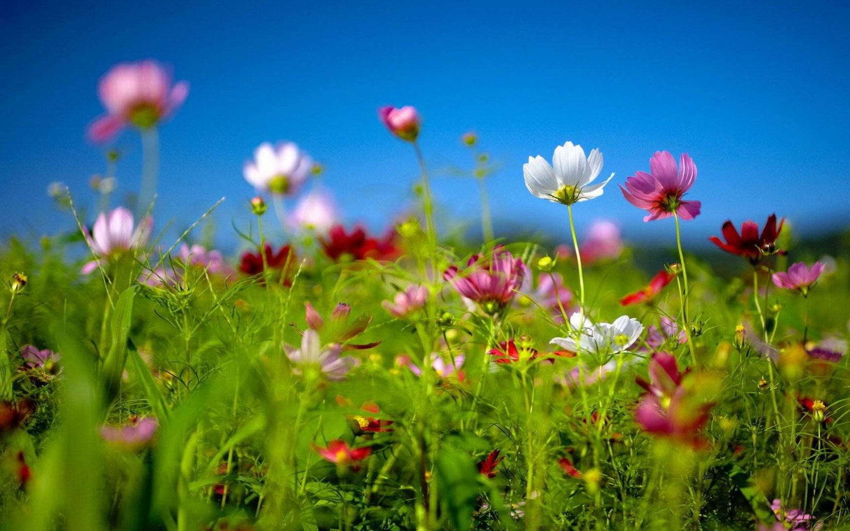 High Quality Wildflower Meadow Wallpaper - HD Wallpaper 