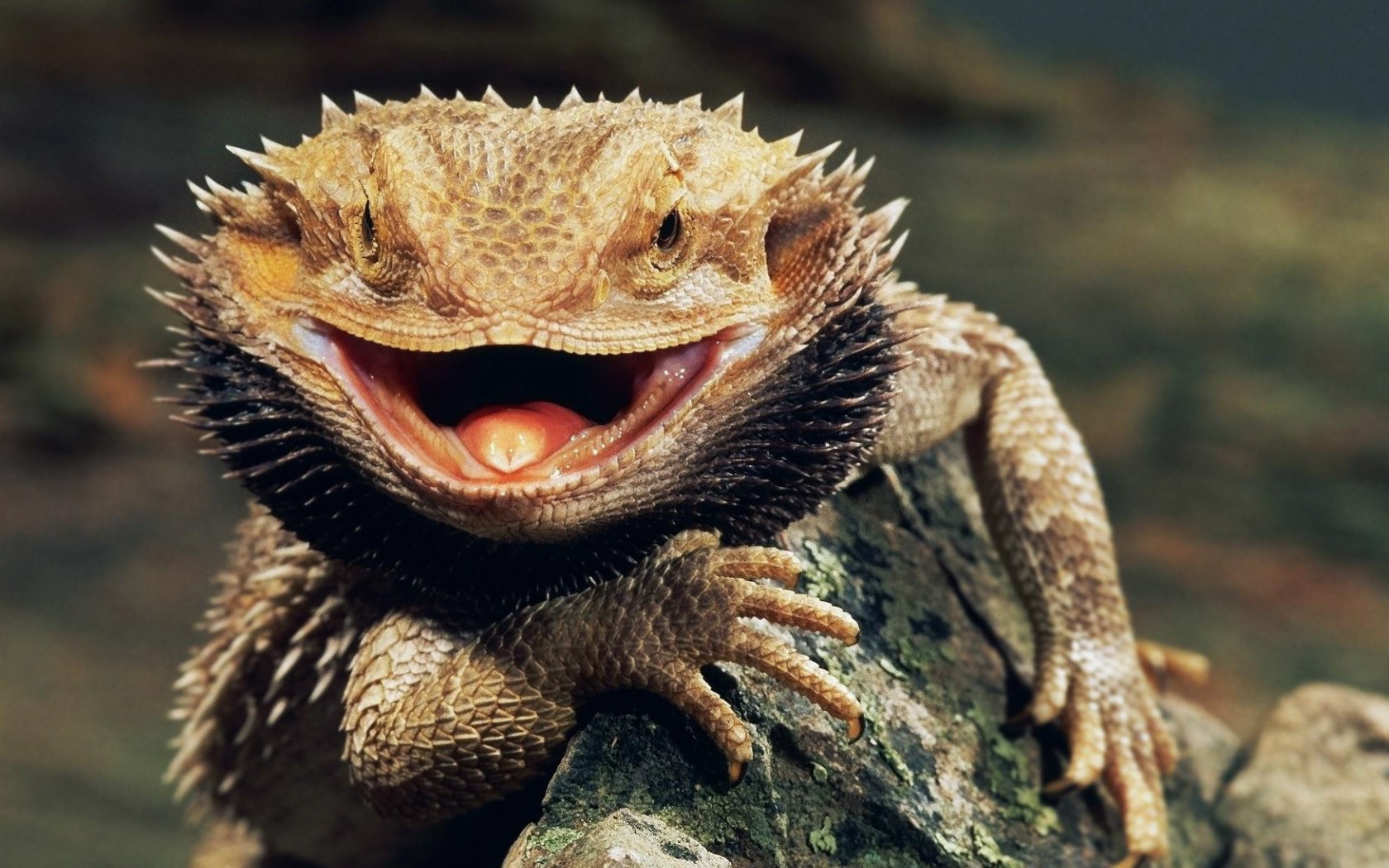 Bearded Dragon - High Resolution Bearded Dragon - HD Wallpaper 