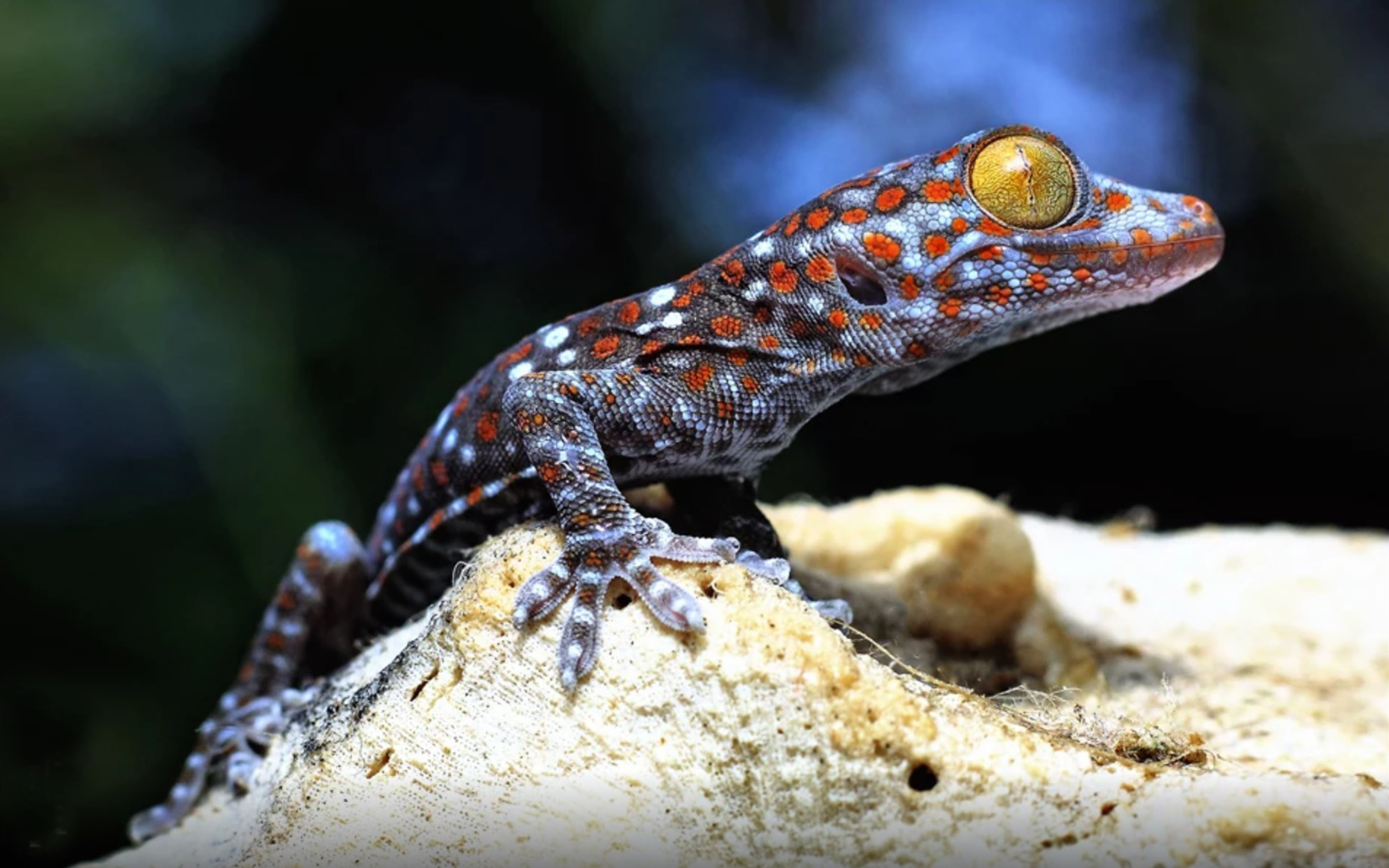 Geckos Hd - HD Wallpaper 