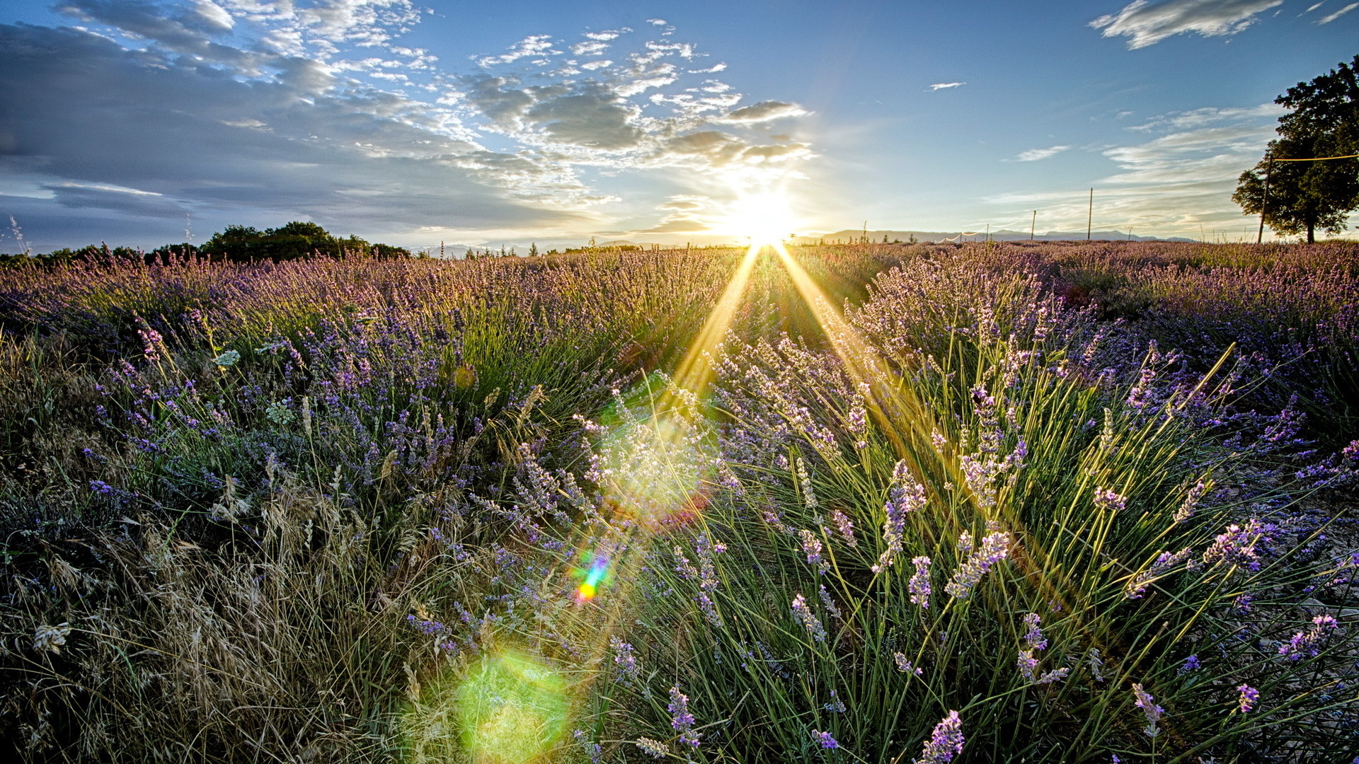 Sun Rise Flowers Clouds - HD Wallpaper 