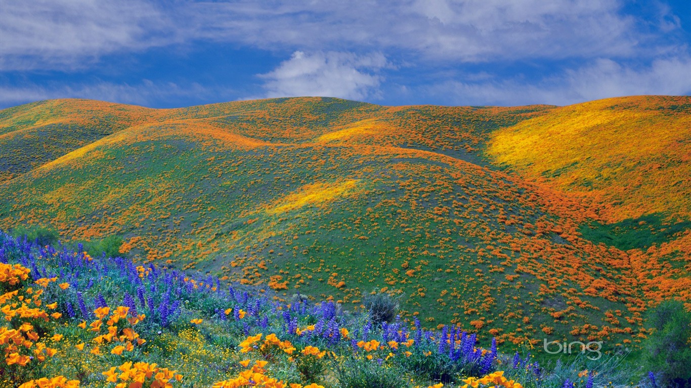 Spring Wildflowers Bloom All Over The Antelope Valley - Spring Wildflowers - HD Wallpaper 