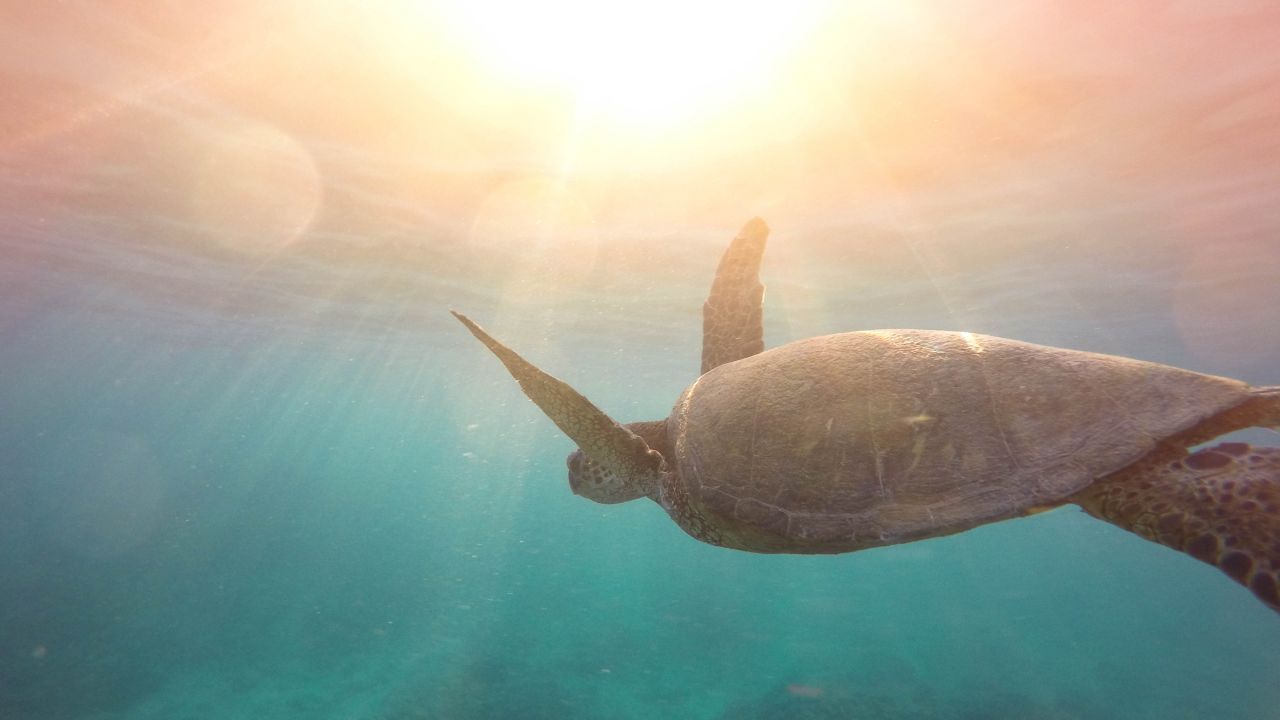 Sea Turtle Wallpapers Chromebook - HD Wallpaper 