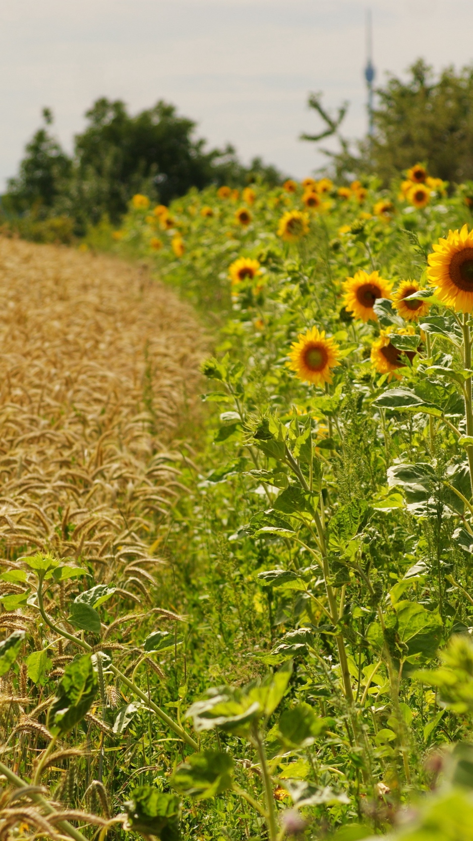 Wallpaper Sunflowers, Ears, Summer, Fields, Border - Sun Flowers - HD Wallpaper 