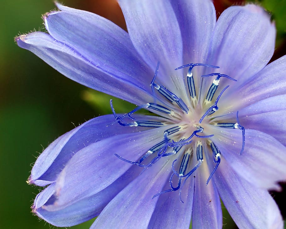 Purple Petaled Flower Closeup Photography, Wildflower, - Chicory - HD Wallpaper 