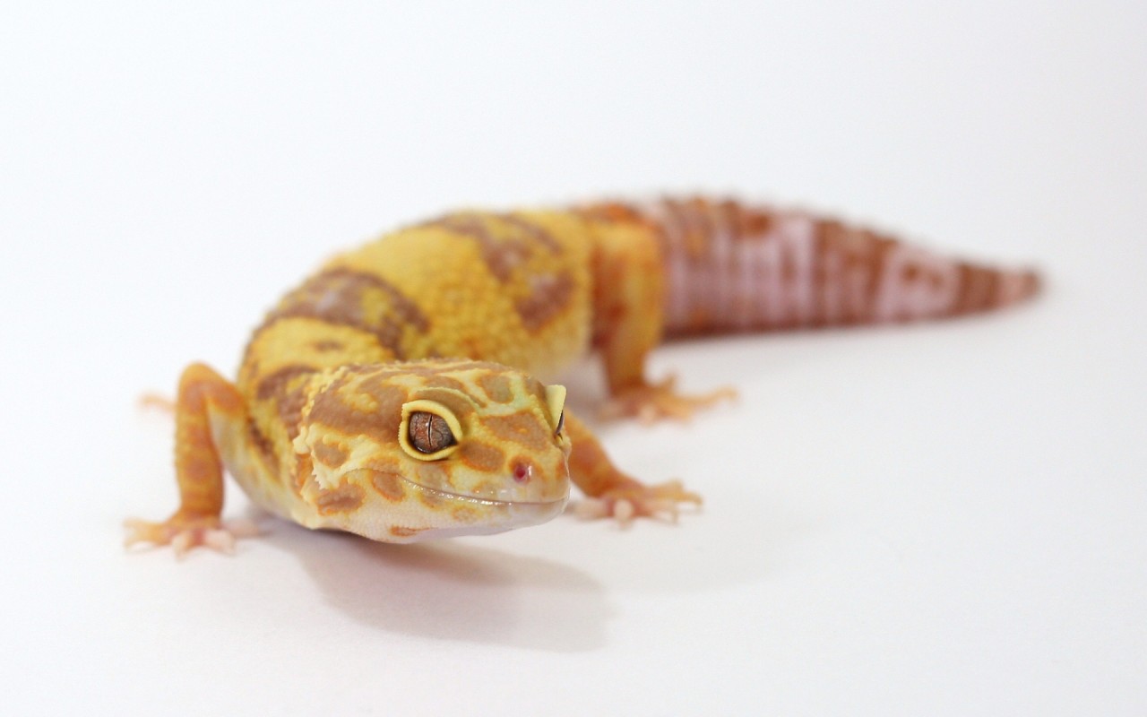 Albino Leopard Gecko, Fondos, Reptile Wallpapers - Tangerine Rainwater Albino Leopard Gecko - HD Wallpaper 