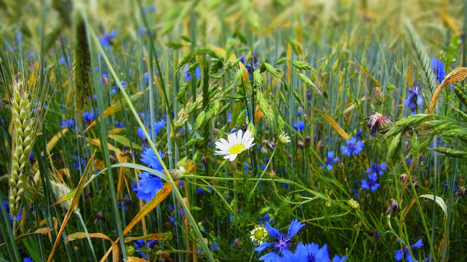 Wallpaper Grass, Flowers, Wildflowers - Обои Трава И Цветы - HD Wallpaper 