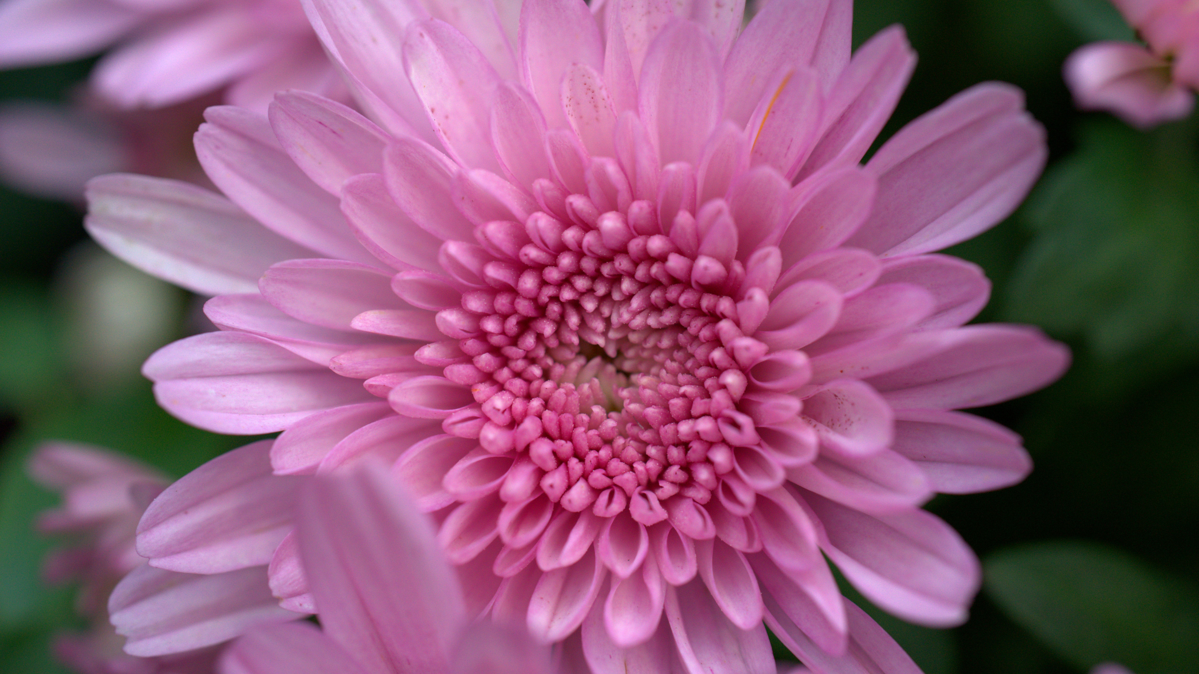 Dahlia - HD Wallpaper 
