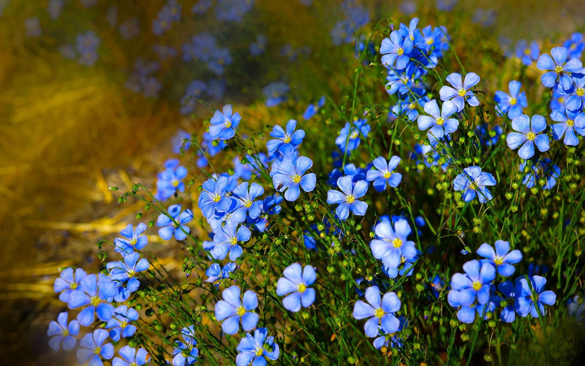 Wallpaper Blue Flowers, Wildflowers - Fondos De Pantalla De Flores Silvestres - HD Wallpaper 
