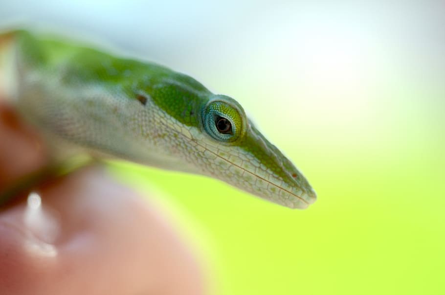 Lizard, Green Anole, South Carolina, Reptile, Snake, - Carolina Anole - HD Wallpaper 