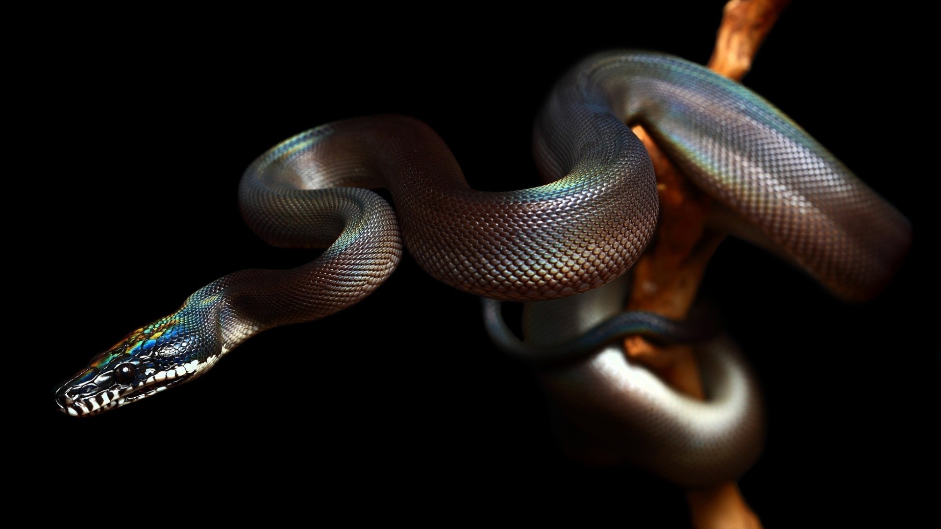 Reptile Snake - Snake With Black Background - HD Wallpaper 