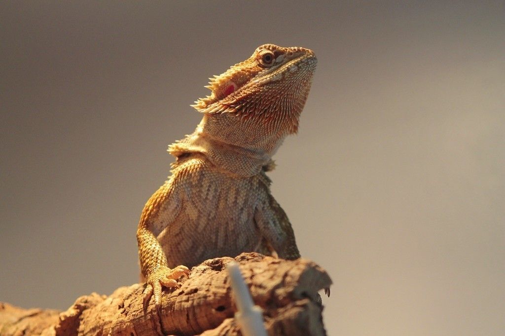 Bearded Dragons - HD Wallpaper 