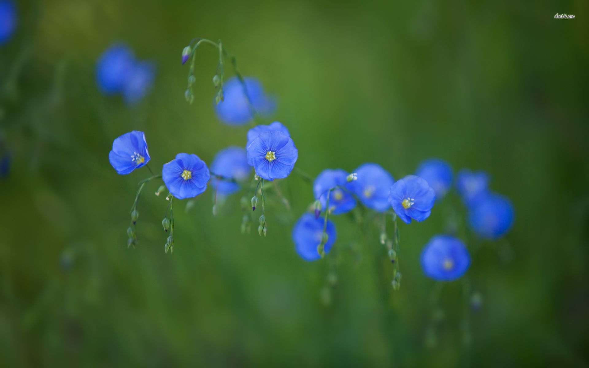 Blue Wildflower - HD Wallpaper 
