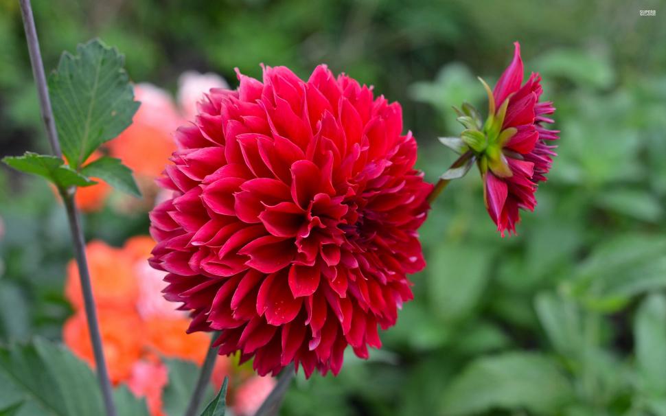 Dahlia Wallpaper,flowers Hd Wallpaper,dahlia Hd Wallpaper,2560x1600 - HD Wallpaper 