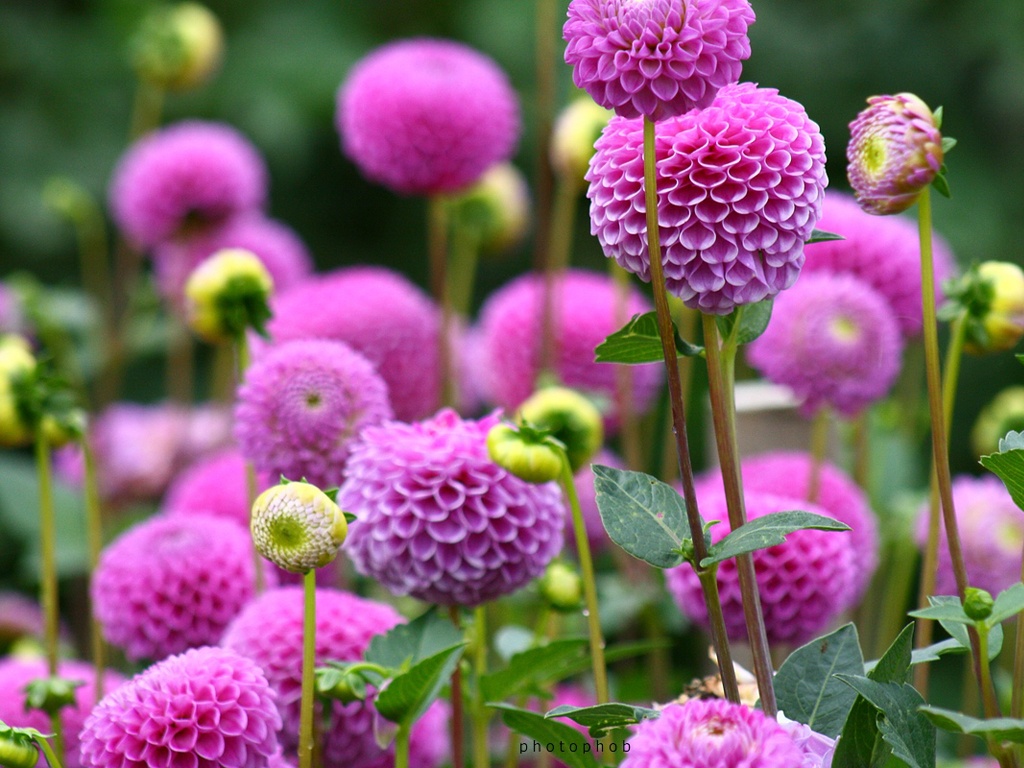 Colorful Dahlia Flowers - Desktop Dahlia - HD Wallpaper 