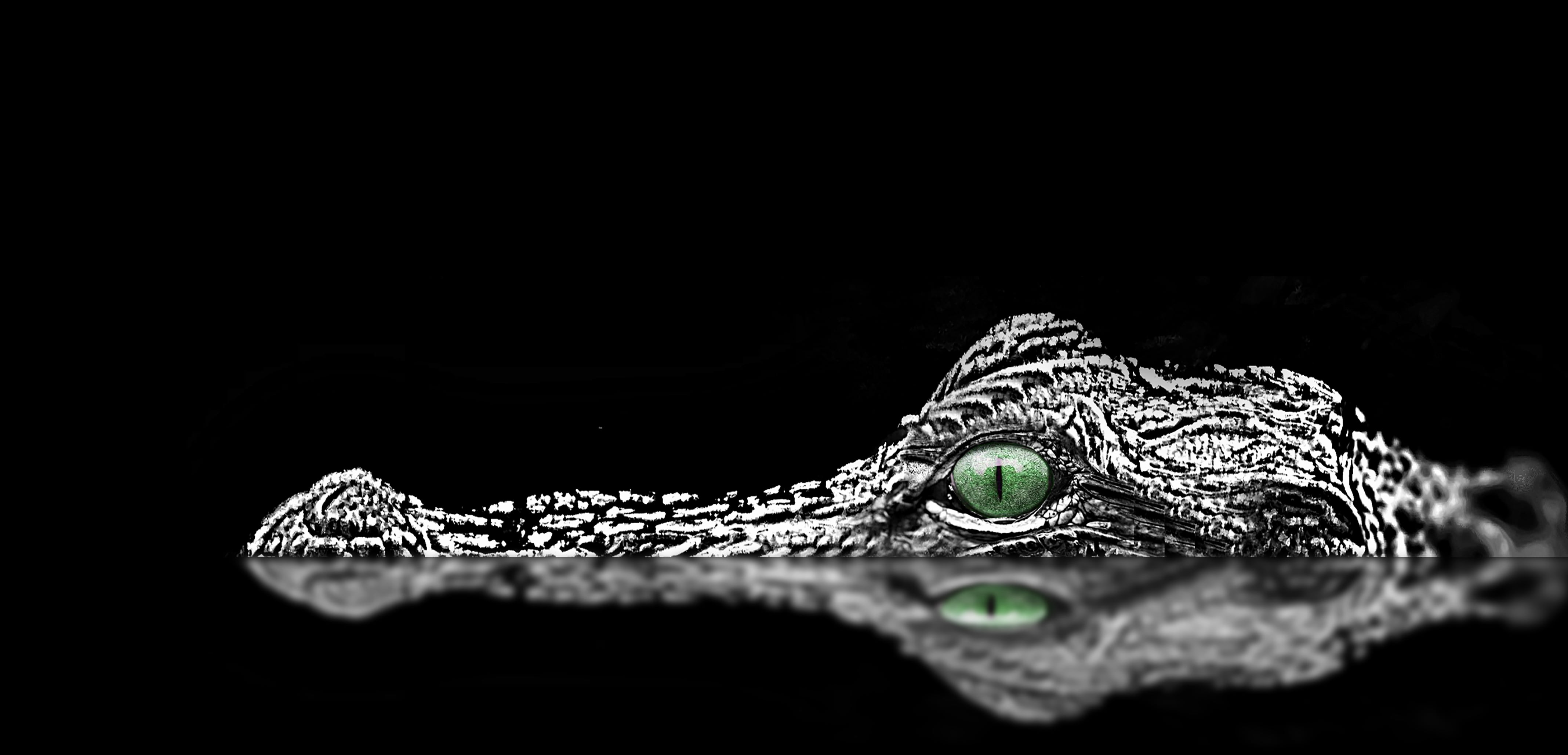 Crocodile - HD Wallpaper 