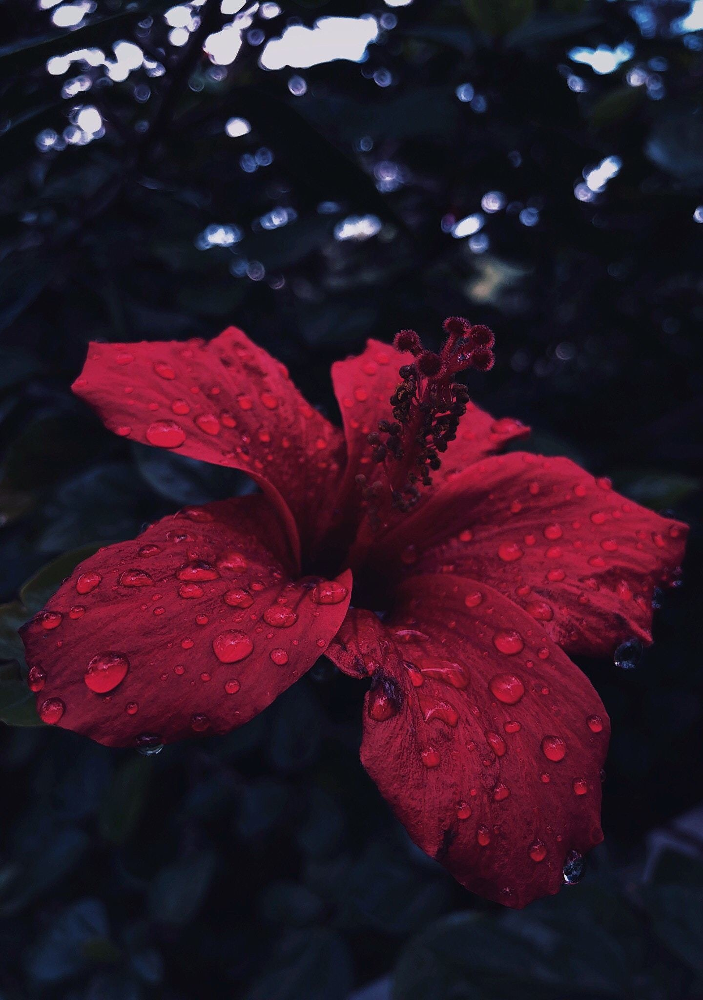 Hibiscus, Flower, Close Up, Water Drops, Wallpaper - Hibiscus Wallpaper Iphone Xr - HD Wallpaper 