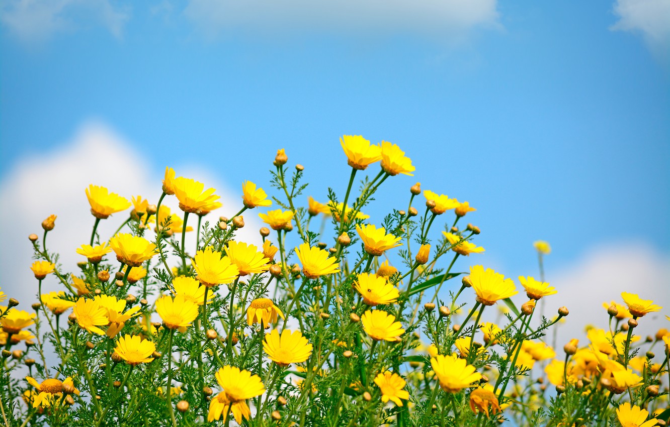 Photo Wallpaper Field, The Sky, The Sun, Spring, Yellow, - Yellow Flowers In The Sun - HD Wallpaper 