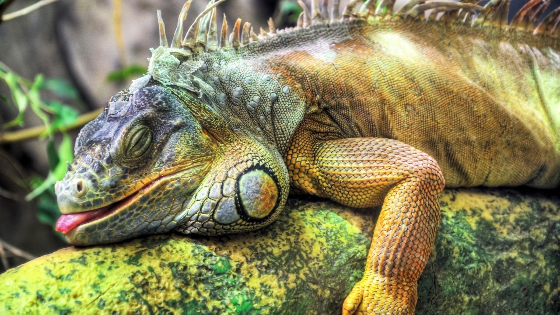 Iguana Background - HD Wallpaper 
