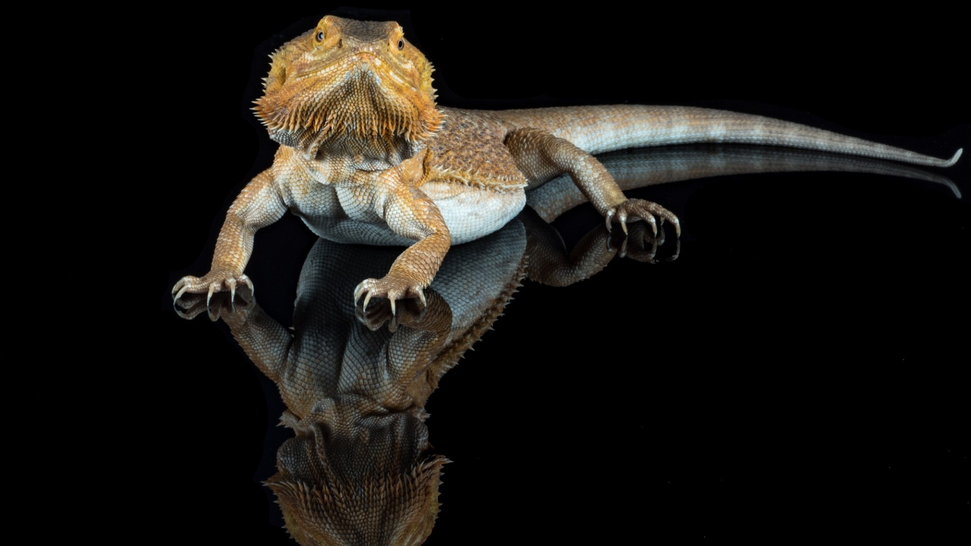Bearded Dragon, Reptile, Creepy - HD Wallpaper 