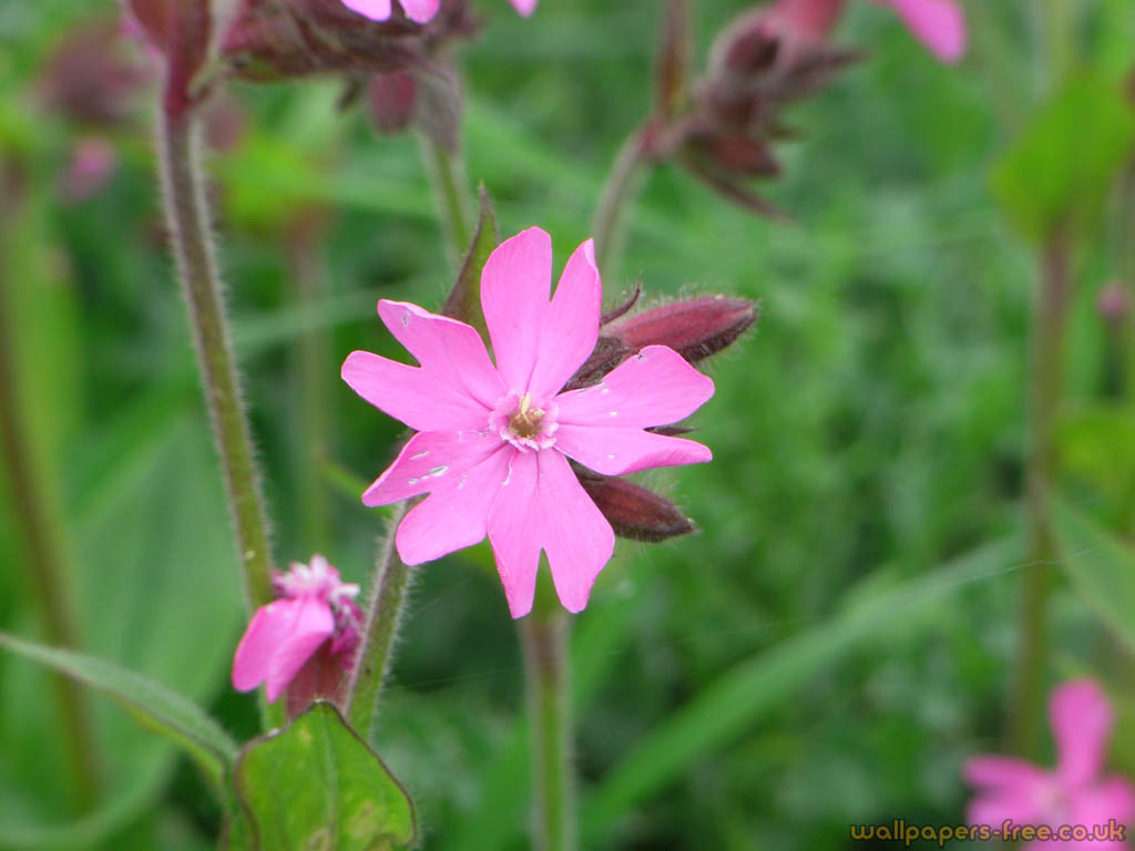 Pink Wild Flower - Wildflower With Pink Flowers - HD Wallpaper 