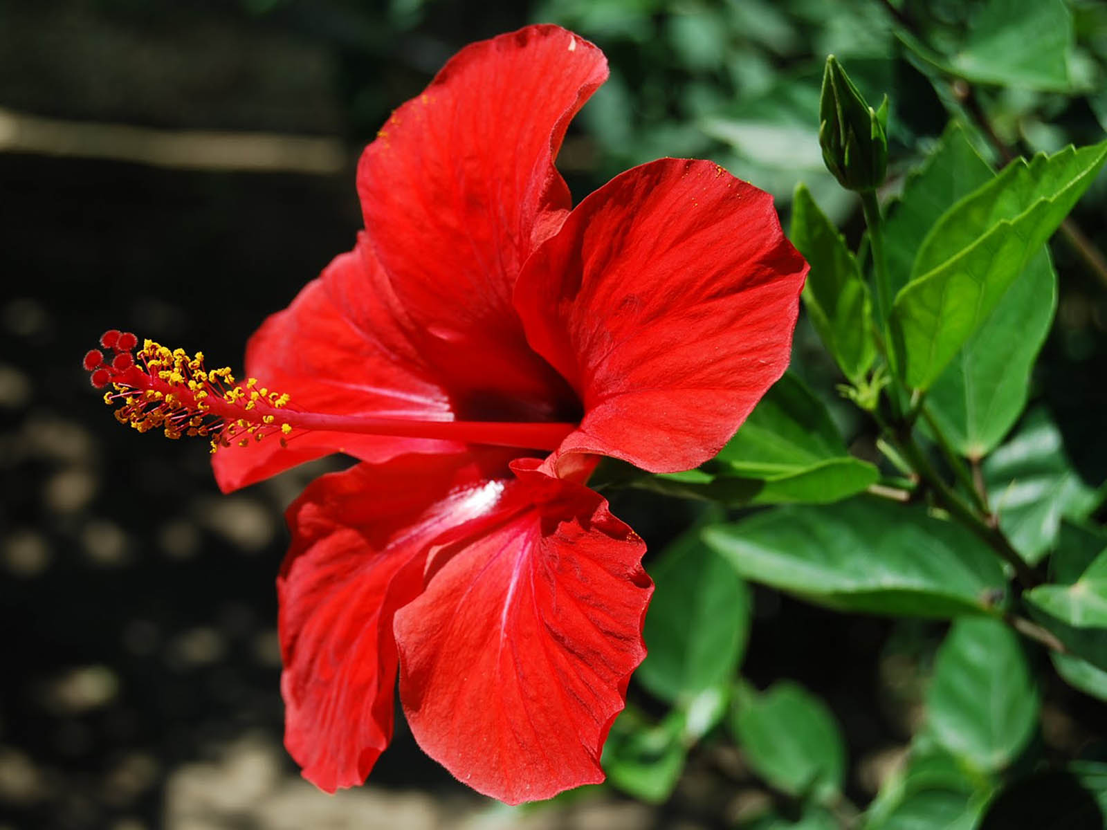 Hibiscus Flower Hd - HD Wallpaper 