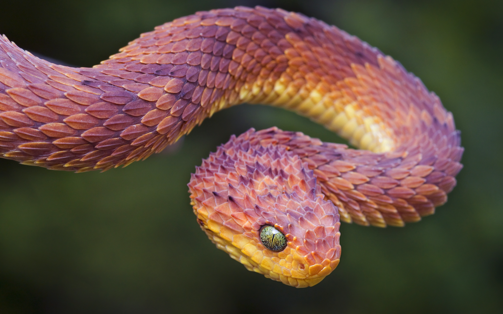 Blue Purple Viper Snake - HD Wallpaper 