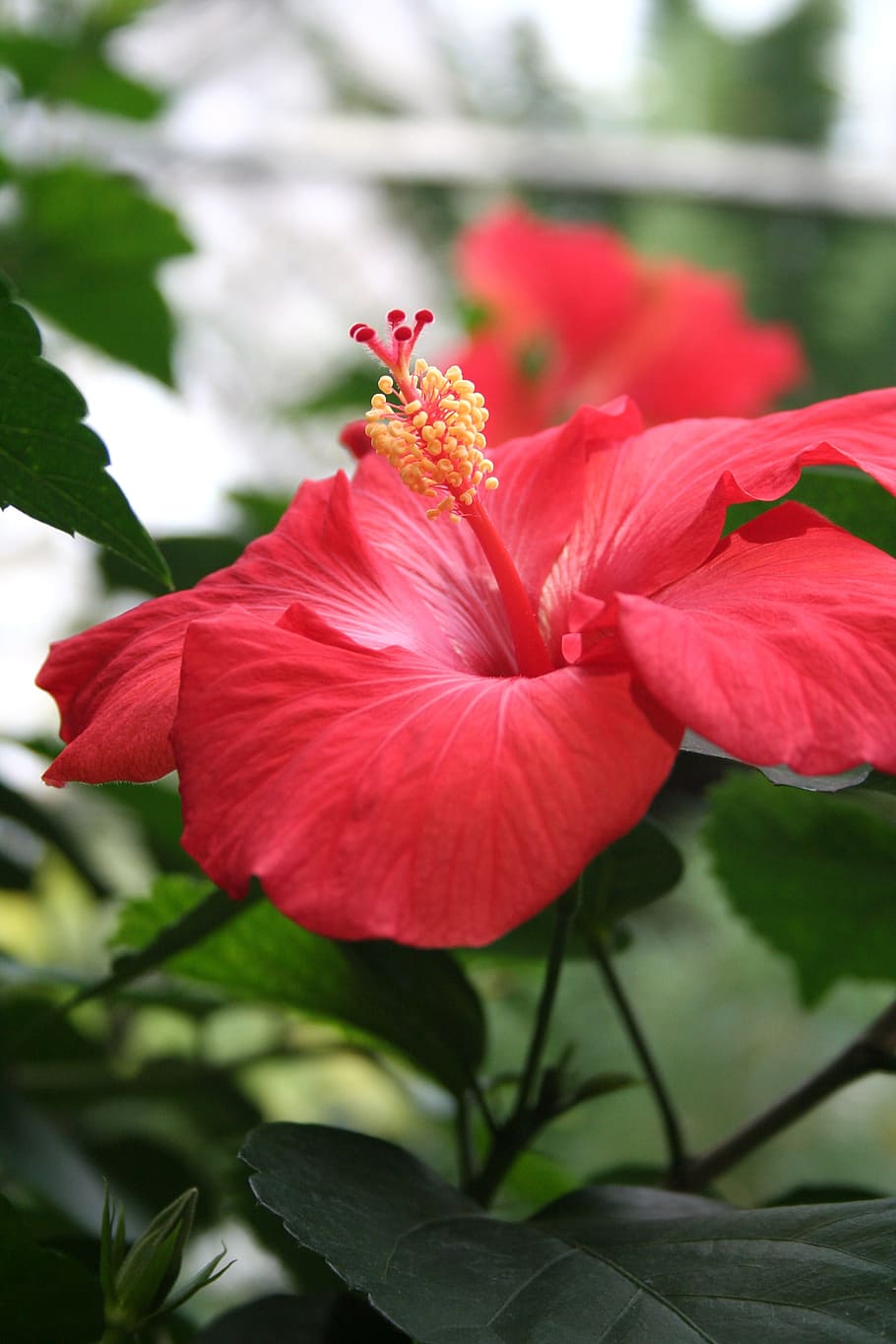 Hibiscus, Flower, Red Hibiscus, Red Flower, Floral, - Beautiful Different Types Of Flowers - HD Wallpaper 