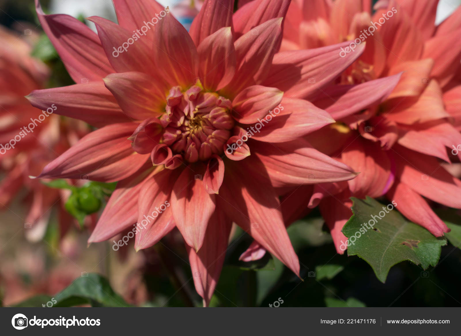 Dahlia - HD Wallpaper 