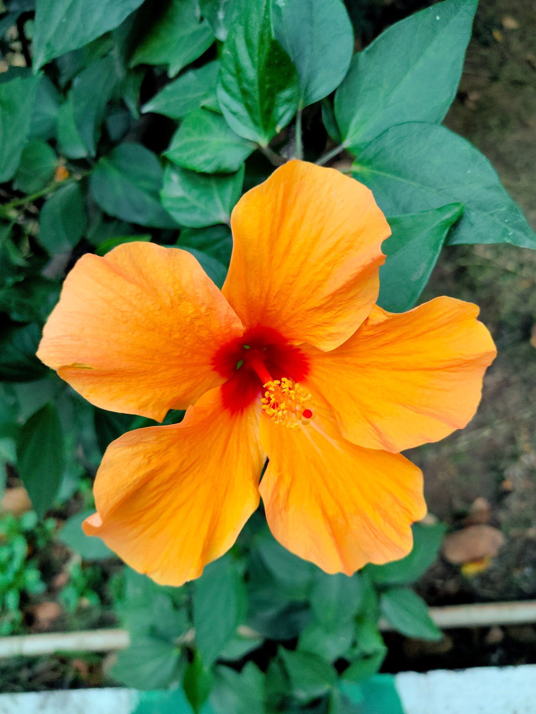 Orange Color Hibiscus Flower Wallpaper Image - Hawaiian Hibiscus - HD Wallpaper 