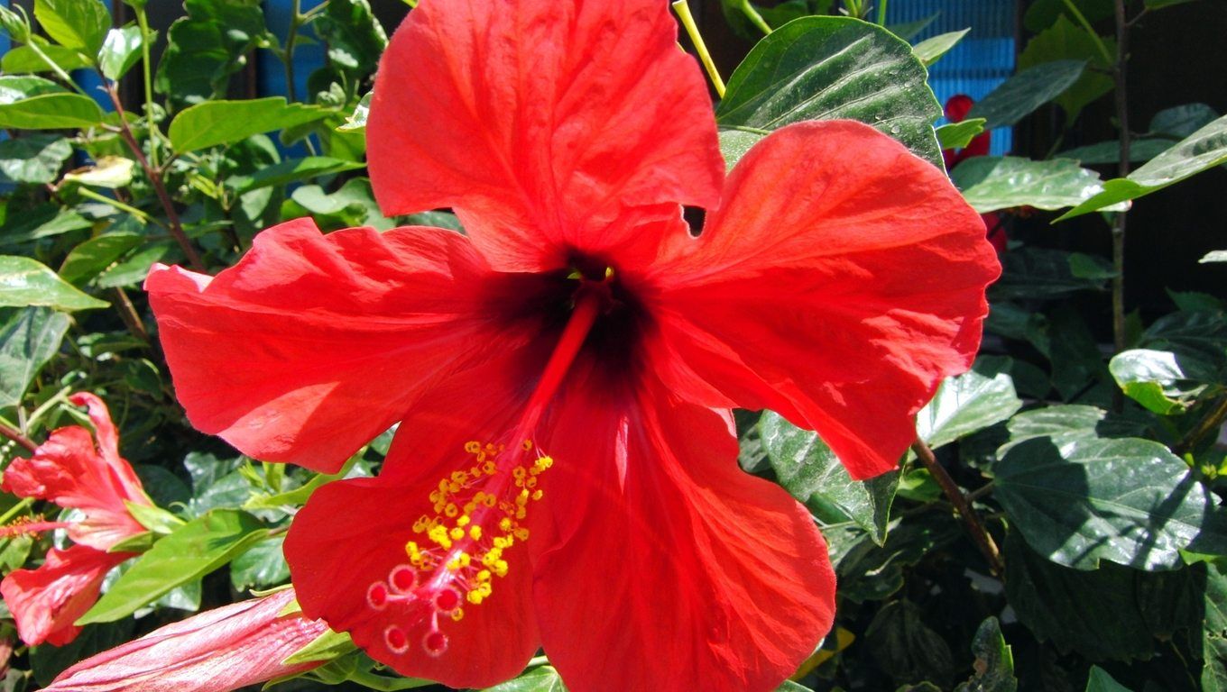 Big Red Hibiscus Flower Hd Wallpaper - Hibiscus Rosa Sinensis Nz - HD Wallpaper 