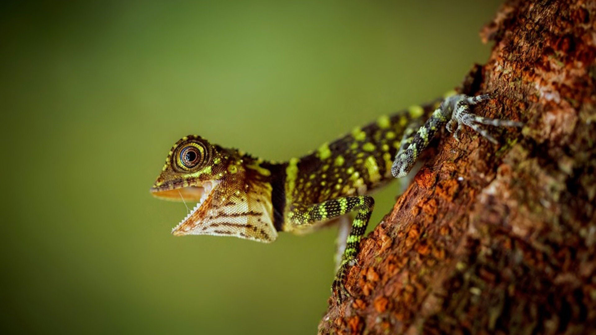 Skalen Augen Reptile Animal Hd Wallpapers Wallpaper - Lizard Desktop Background - HD Wallpaper 
