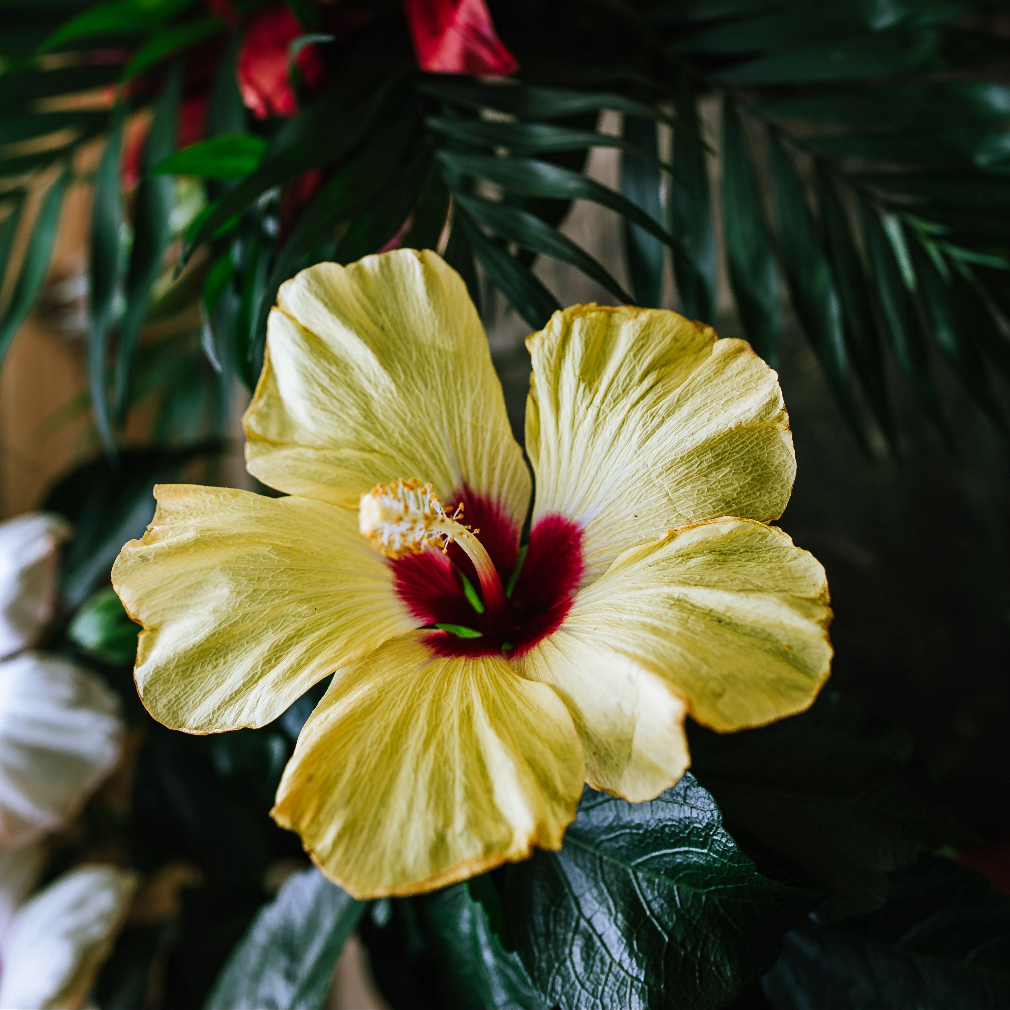 Wallpaper Hibiscus, Flower, Yellow, Tropical, Ecosite - Hibiscus Flower Images Download - HD Wallpaper 