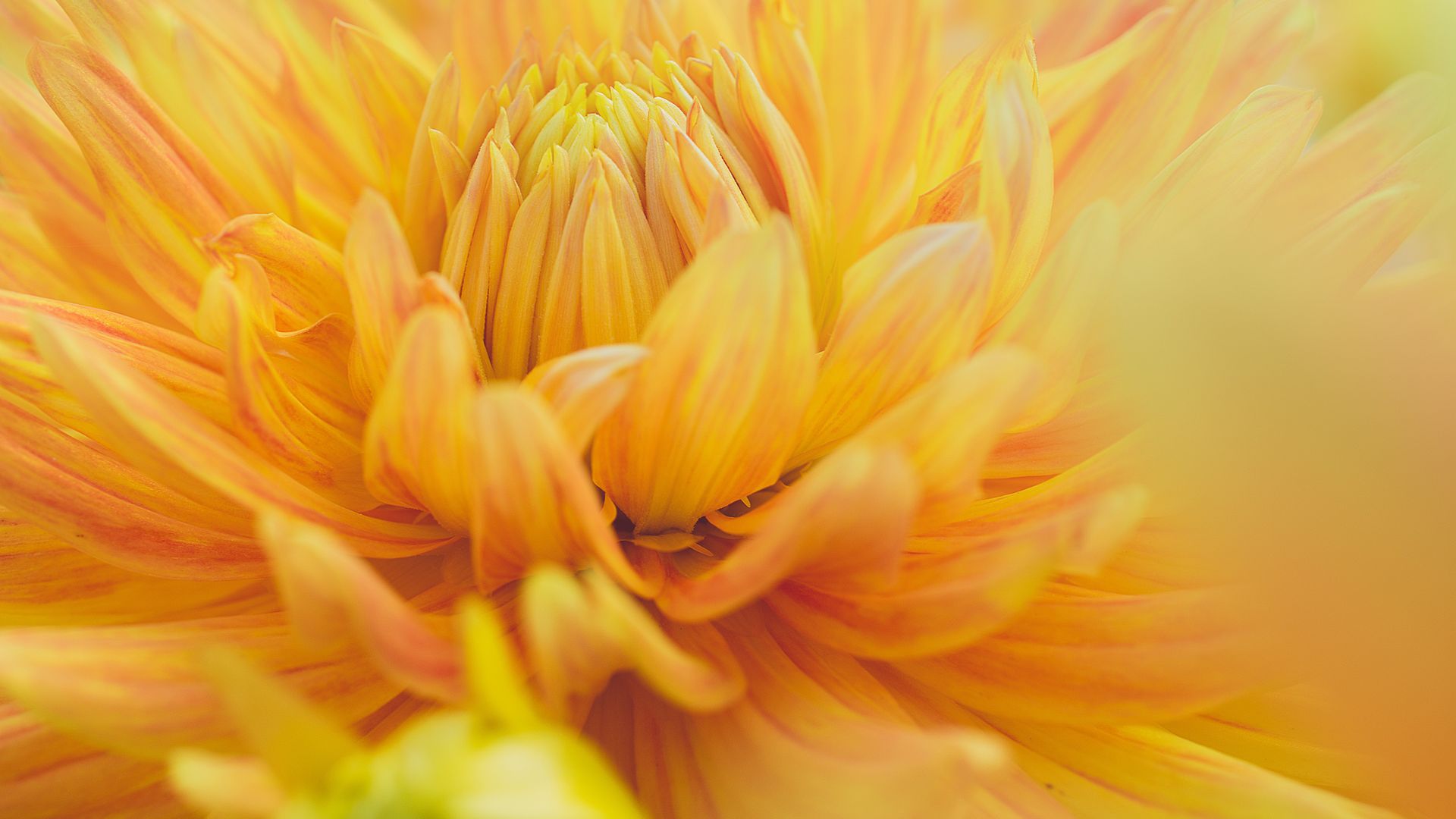 Yellow Dahlia Closeup - Flower Macro Photography - HD Wallpaper 