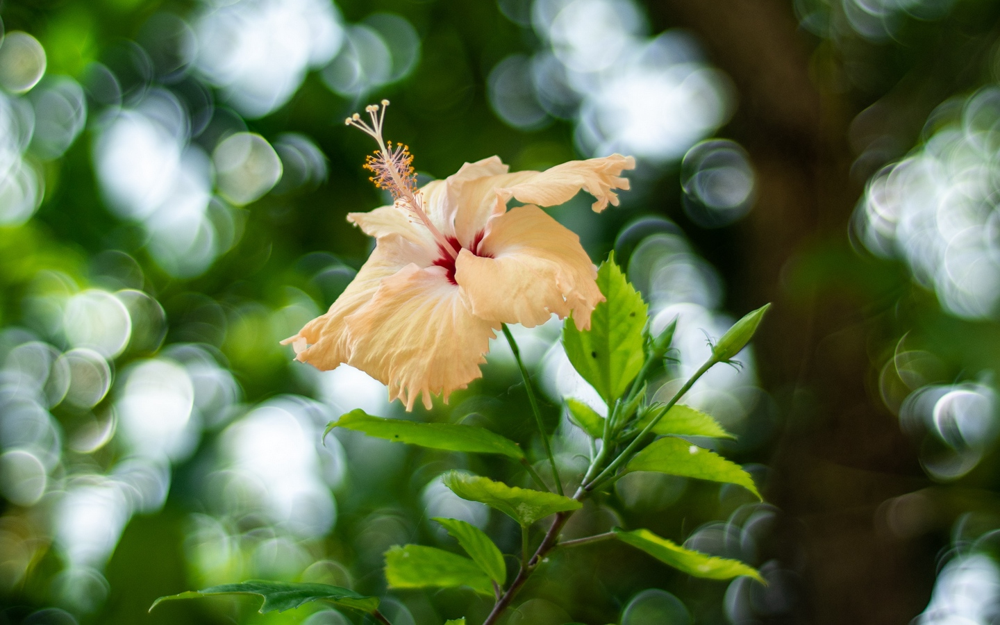 Photo Wallpaper Wallpaper, Flower, Blur, Bokeh, Plant, - Rosemallows - HD Wallpaper 