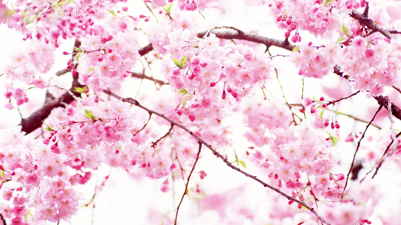 Wildflower Desktop Wallpaper - Злата Надпись - HD Wallpaper 