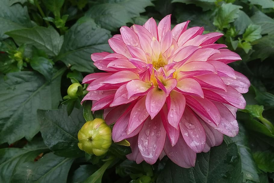 Close Up Of A Pink Dahlia Flower In Full Bloom - Beautiful Dahlia Hd Flowers - HD Wallpaper 