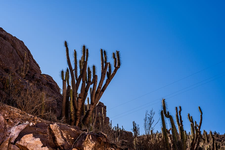 Plant, Nature, Ground, Cactus, Outdoors, Desert, La - Hedgehog Cactus - HD Wallpaper 