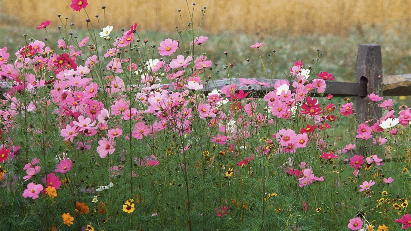 Colorful Wildflowers Wallpaper2011 - Count Your Garden By The Flowers Never - HD Wallpaper 