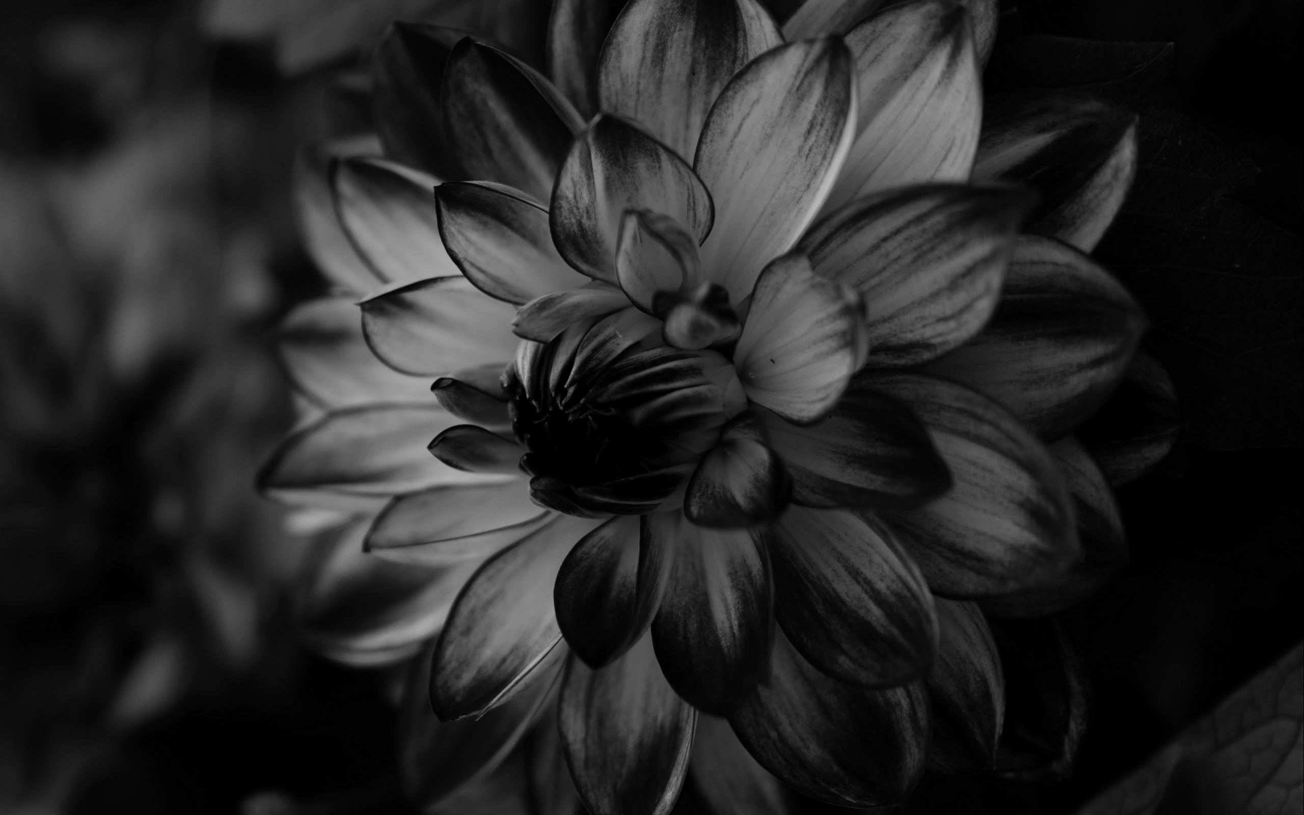 Wallpaper Dahlia, Bw, Flower, Petals - Black Dahlia Flower Background - HD Wallpaper 