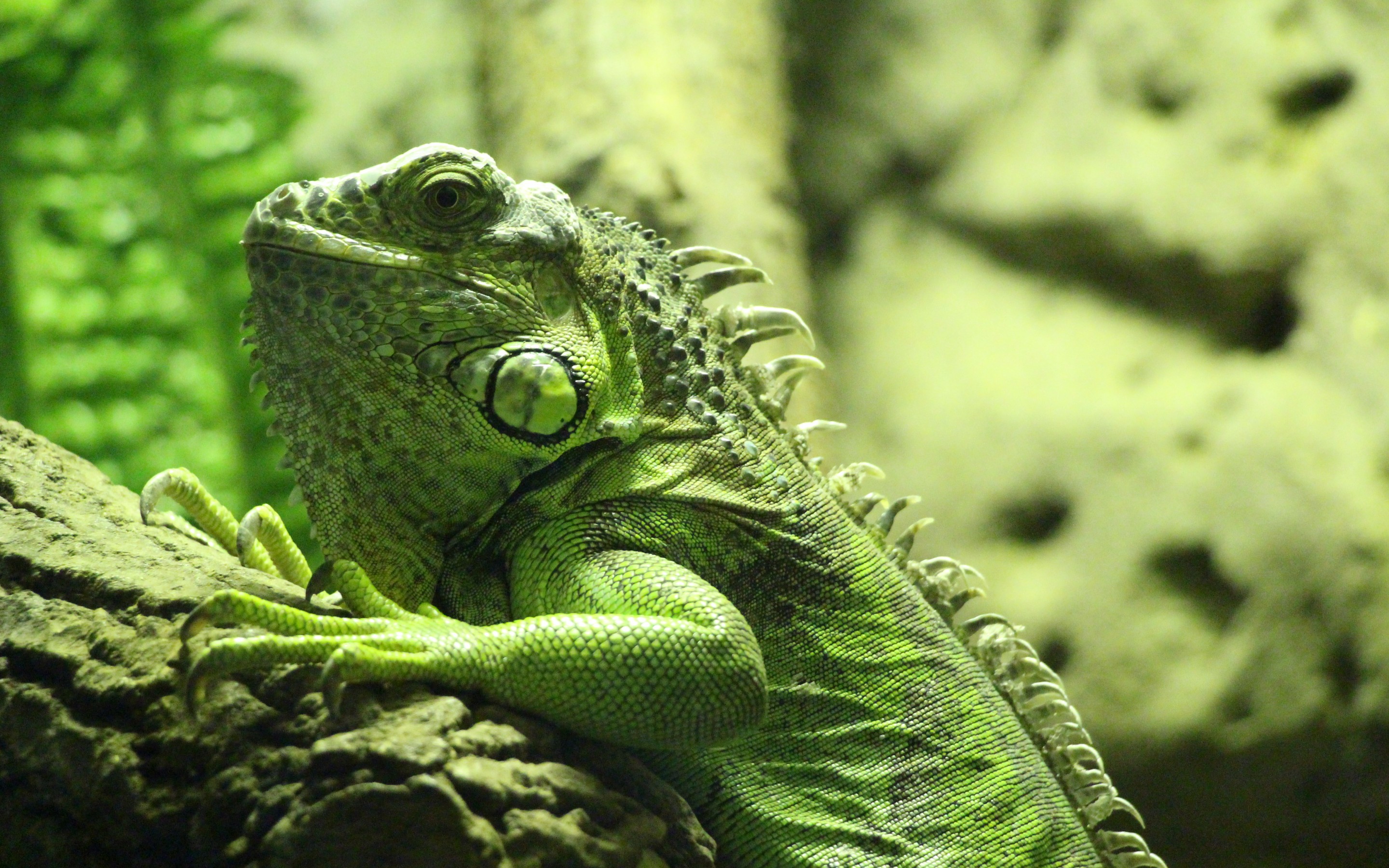 Iguana - Iguana Hd - HD Wallpaper 
