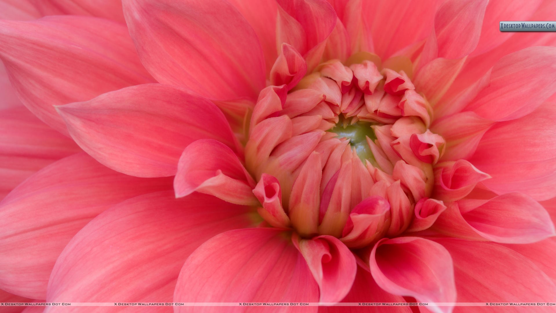 God Created Flowers Quotes - HD Wallpaper 