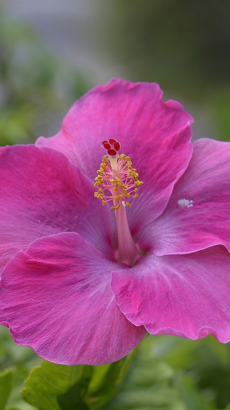 Iphone Wallpaper Pink Hibiscus Flower - Hibiscus Flower Iphone - HD Wallpaper 