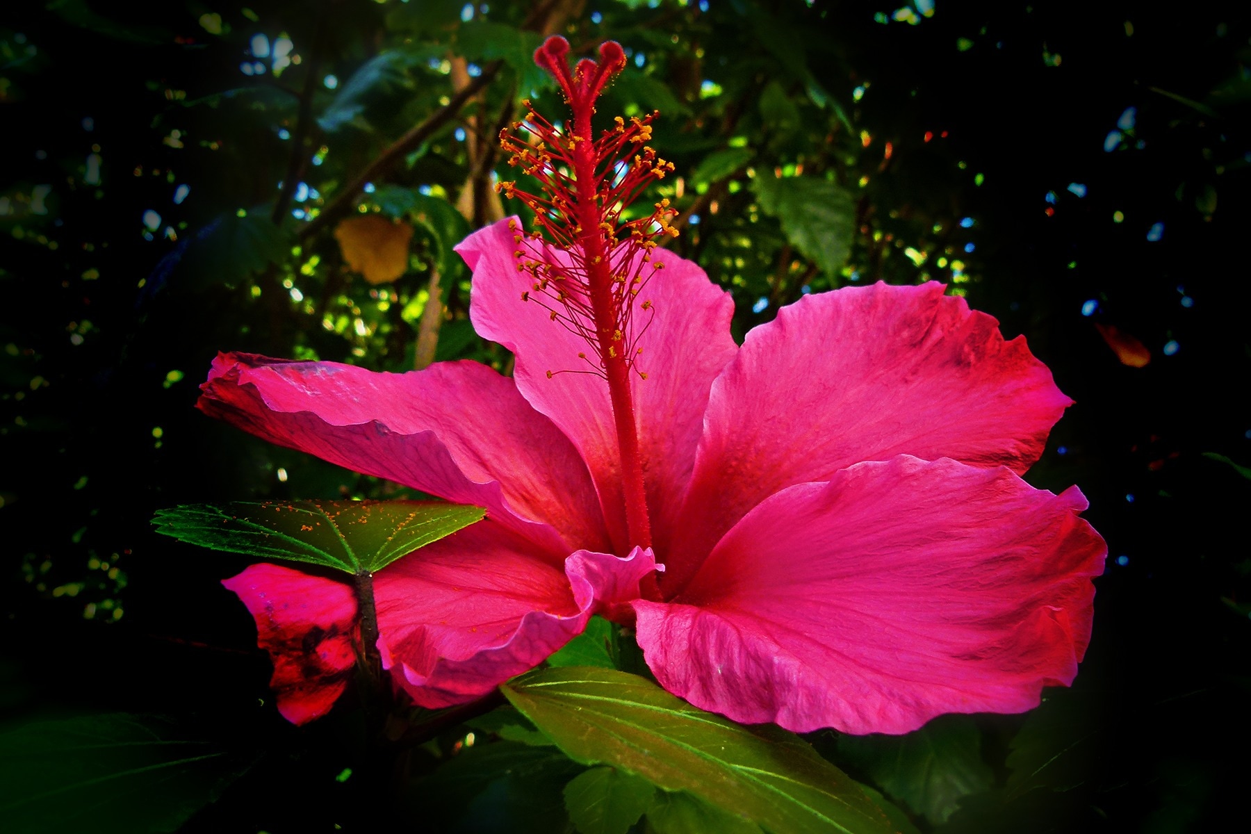 Hibiscus Flower Wallpaper - Hibiscus Flower - HD Wallpaper 