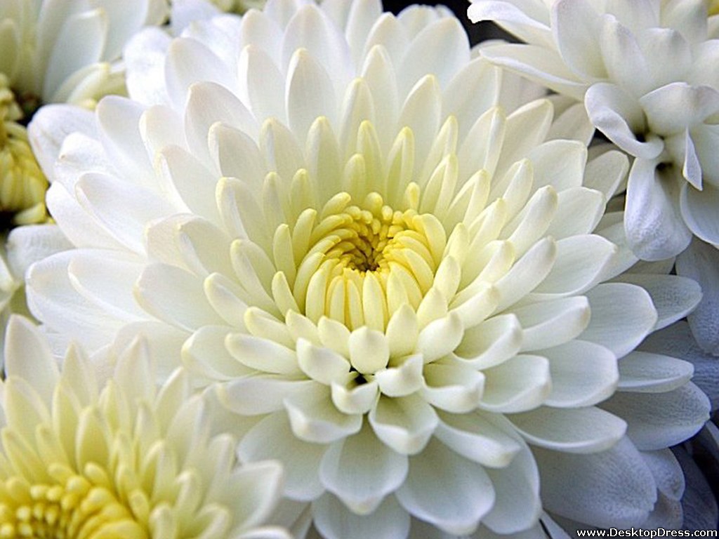 White Dahlia - Chrysanthemum Flower - HD Wallpaper 