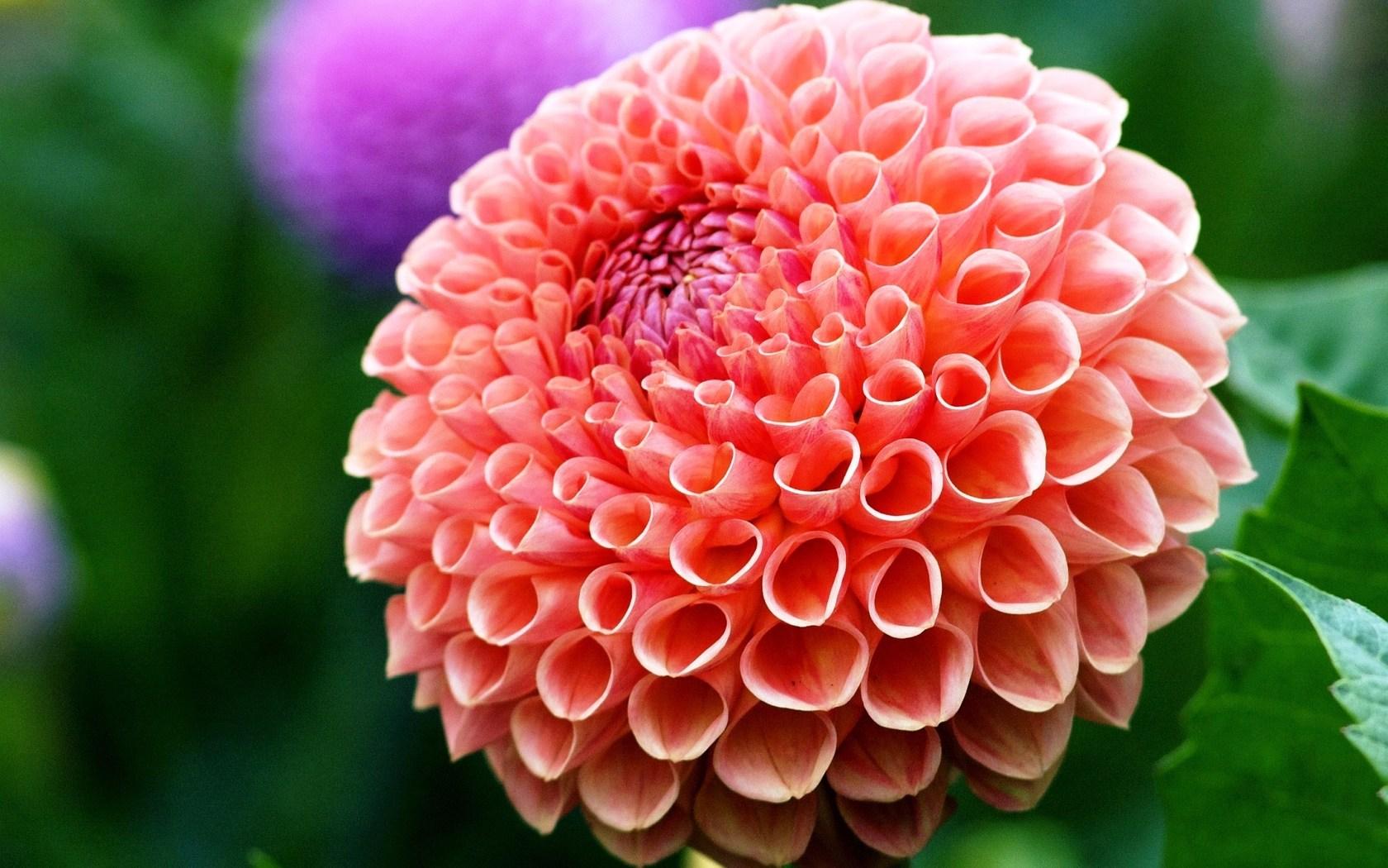 Dahlia Orange Fox - HD Wallpaper 