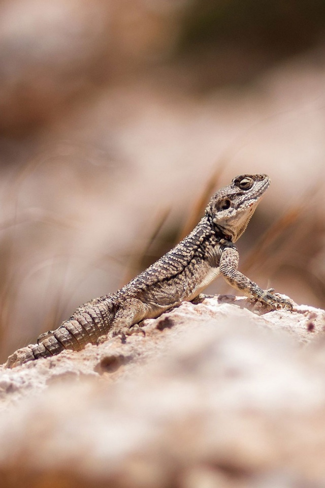 Lizard Wallpaper For Mobile - HD Wallpaper 