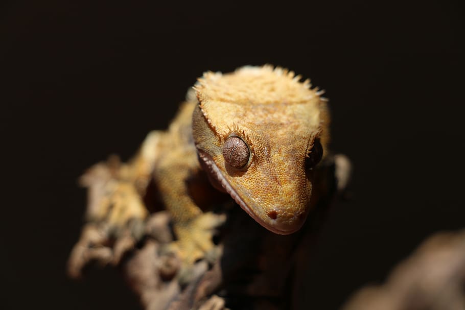 Crested Gecko, Correlophus Ciliatus, New Caledonia, - Gecko - HD Wallpaper 