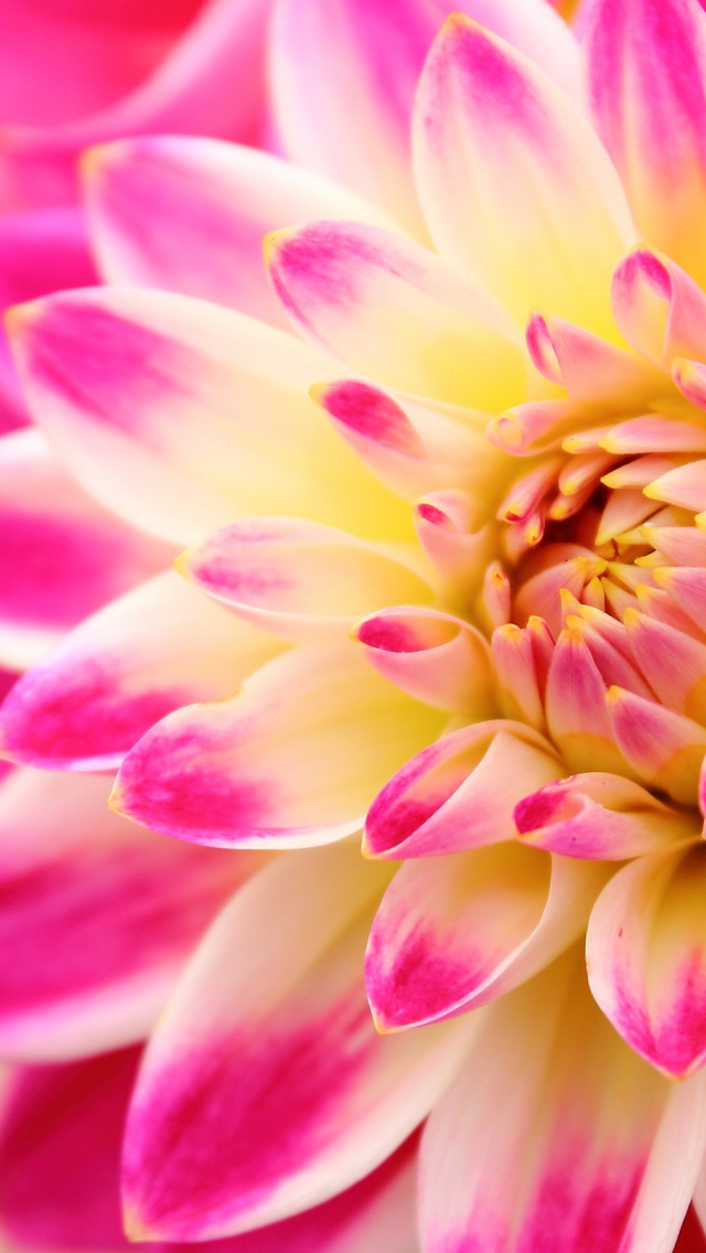 Flower With Three Colours - HD Wallpaper 