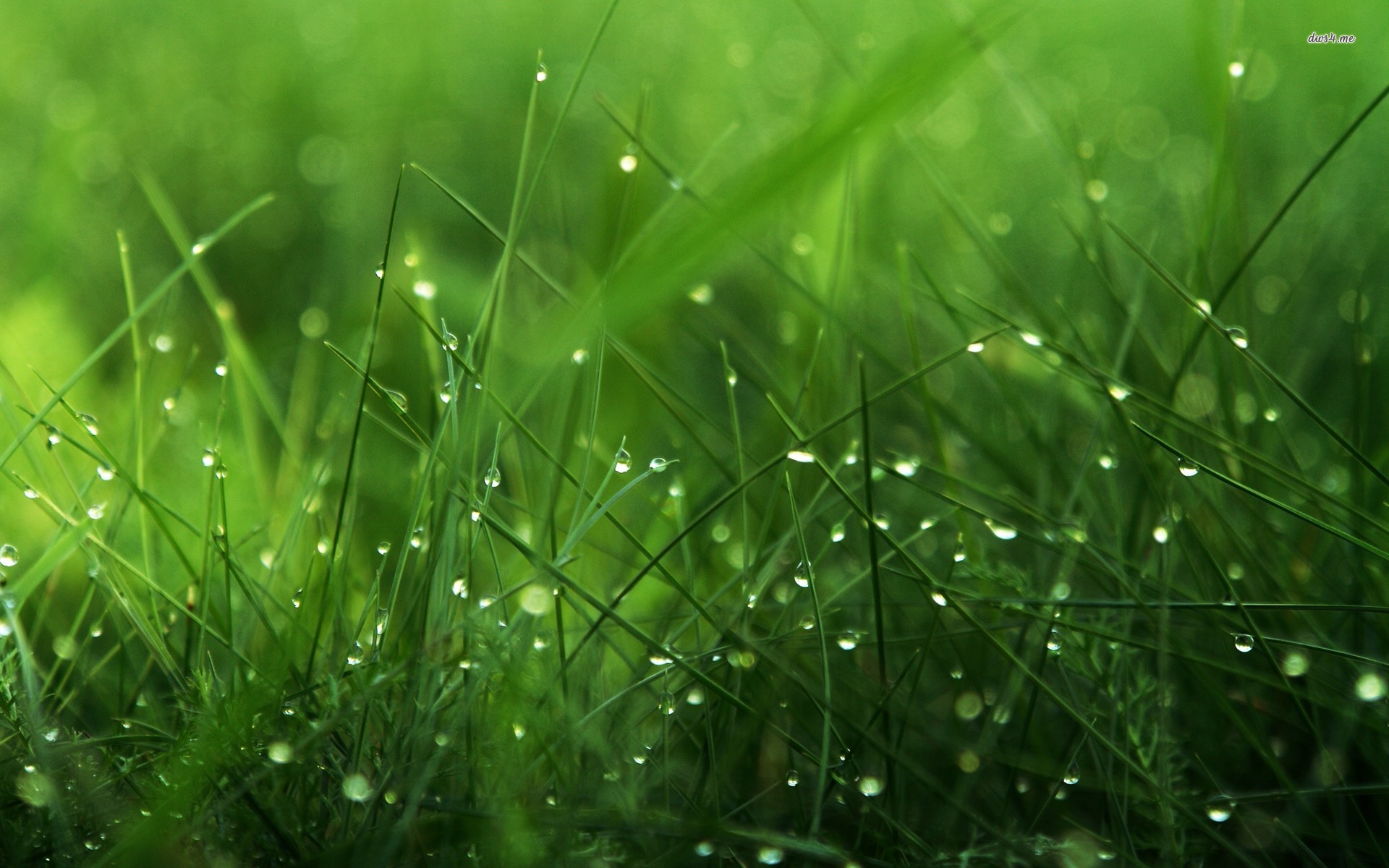 Desktop Hd Wallpaper Grass - HD Wallpaper 